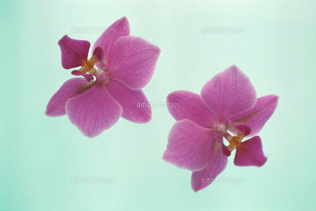ピンクの胡蝶蘭
(c)YASUSHI AKIMOTO/a.collectionRF