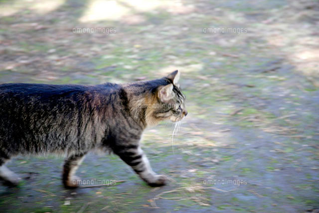 猫
(c)YASUSHI AKIMOTO/a.collectionRF