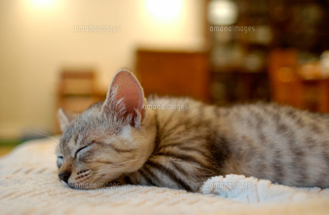 毛布の上で眠る仔猫
(c)Doable/a.collectionRF