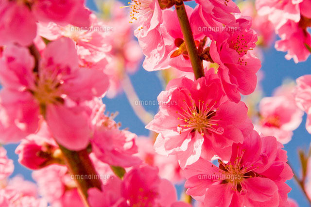青空と満開の桃の花アップ
(c)Hajime Ishizeki/a.collectionRF