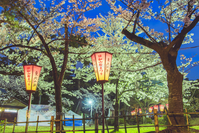夜桜とぼんぼり
(c)Hajime Ishizeki/a.collectionRF