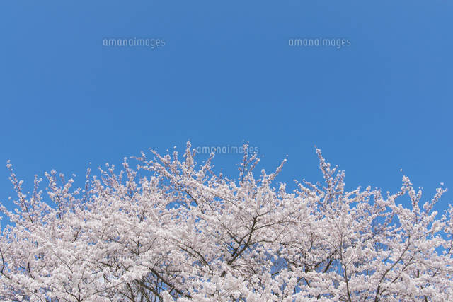 満開の桜
(c)Hajime Ishizeki/a.collectionRF