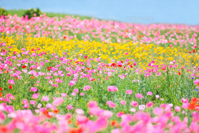 超新作 優しいピンク暈し大輪の花畑 追加画像 着物 Printpresso Com