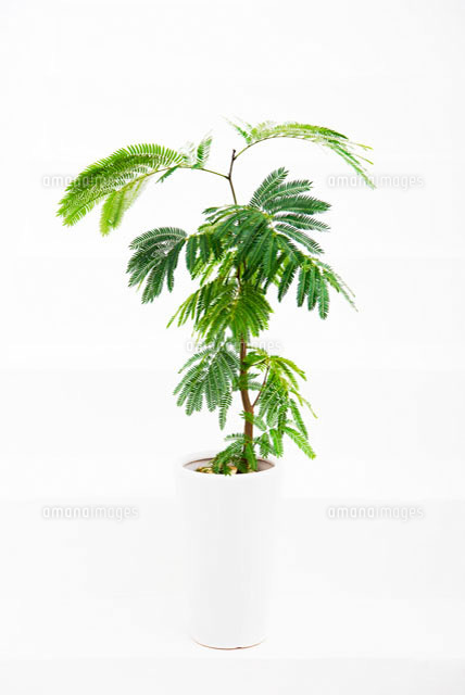エバフレッシュの鉢植え
(c)pasmal/a.collectionRF