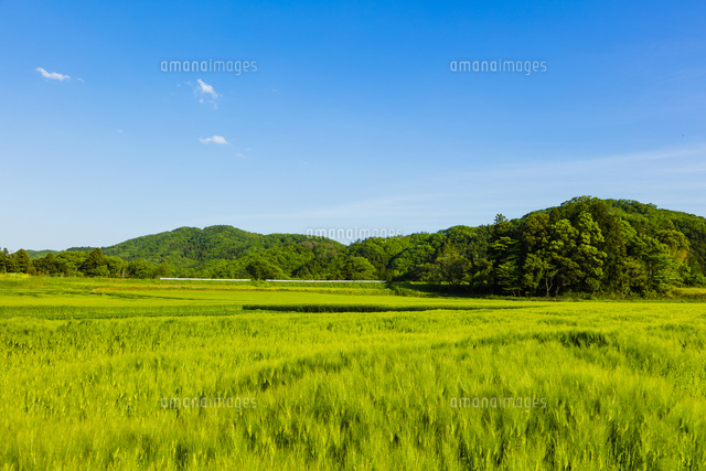 青い麦畑と里山と青空
(c)pasmal/a.collectionRF