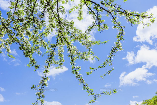 ズミの花と青空
(c)pasmal/a.collectionRF