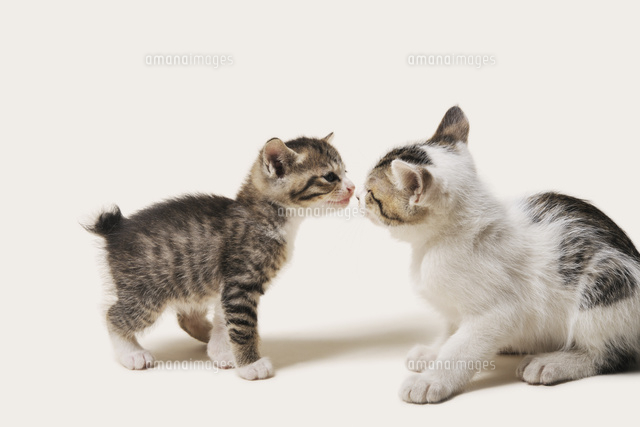 近寄って鼻先で挨拶する子猫
(c)PHOTOLIFE/a.collectionRF