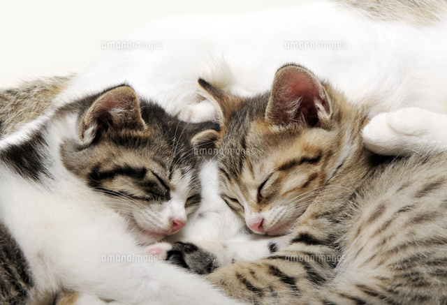 母猫のお腹で眠る子猫
(c)PHOTOLIFE/a.collectionRF