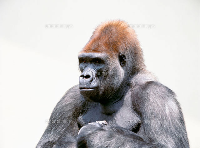 ゴリラ 円山動物園
(c)spo/a.collectionRF