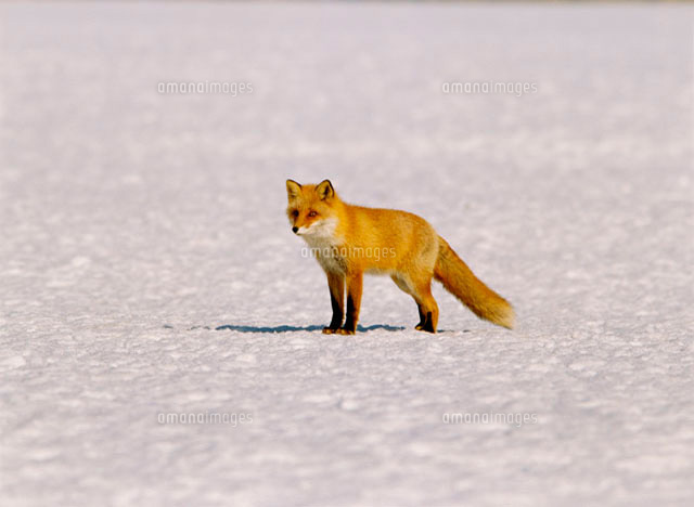 キタキツネ
(c)spo/a.collectionRF