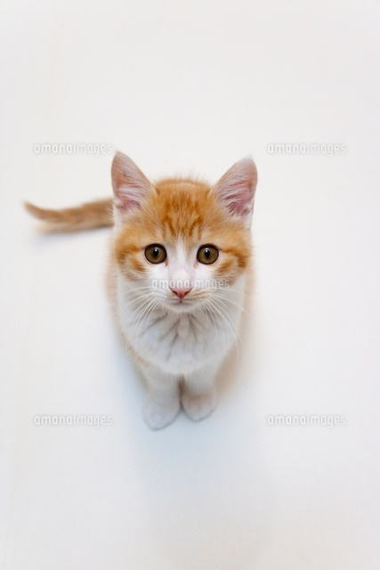 子猫
(c)PRESS AND ARTS/a.collectionRF