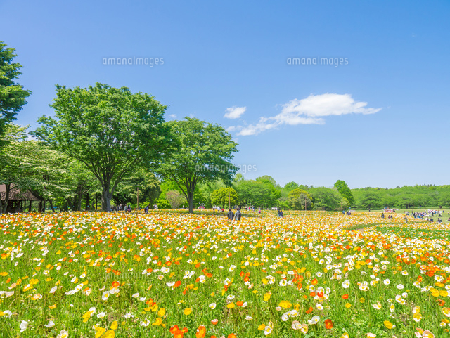 昭和記念公園のポピー畑
(c)SHINZO HIRAI/a.collectionRF