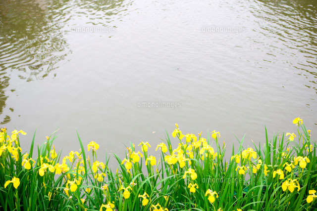 池の周りに咲く花
(c)STUDIO TEC/a.collectionRF