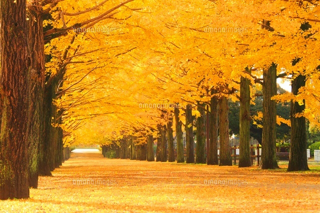紅葉の銀杏並木と並木道
(c)Mitsushi Okada/a.collectionRF