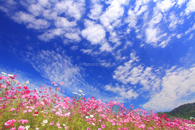 コスモス畑とうろこ雲の秋空
(c)Mitsushi Okada/a.collectionRF