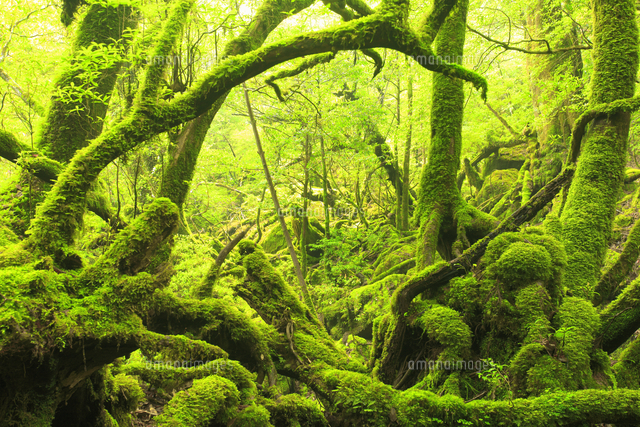 苔むすもののけ姫の森
(c)Mitsushi Okada/a.collectionRF