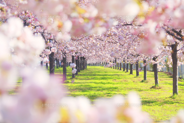 八重桜の桜並木
(c)Mitsushi Okada/a.collectionRF