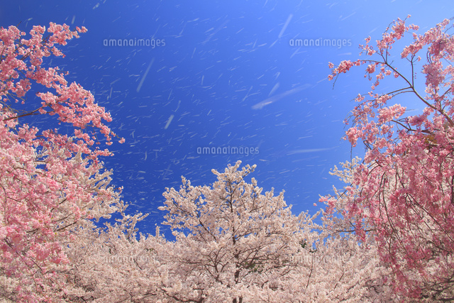 ソメイヨシノの桜吹雪
(c)Mitsushi Okada/a.collectionRF