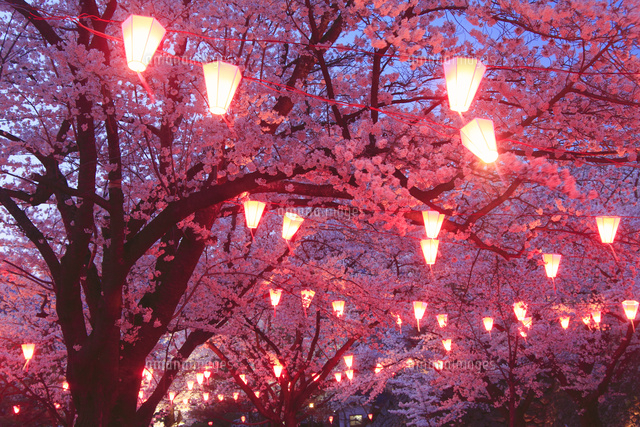 懐古園の夜桜
(c)Mitsushi Okada/a.collectionRF