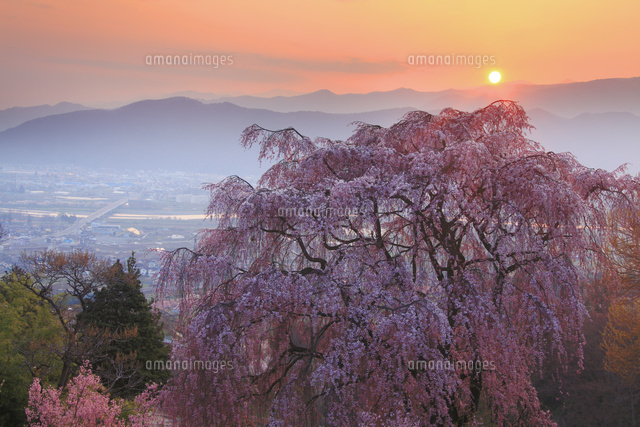 姨捨のしだれ桜と朝日と鏡台山方向の山並みと平和橋
(c)Mitsushi Okada/a.collectionRF