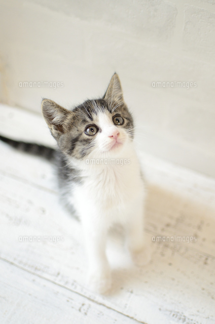 子猫
(c)moonbase