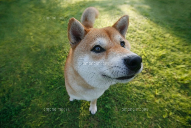 柴犬
(c)Pholdar nine/a.collectionRF