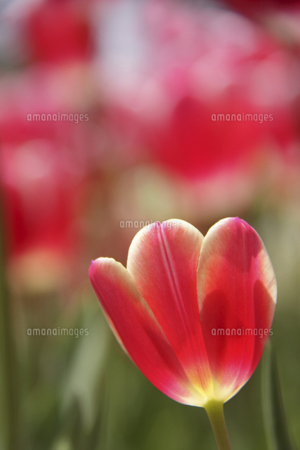 チューリップ
(c)Tetsuya Tanooka/a.collectionRF