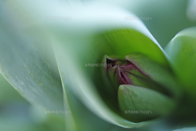チューリップ
(c)Tetsuya Tanooka/a.collectionRF