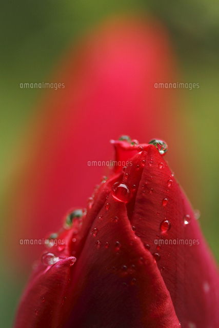 チューリップ
(c)Tetsuya Tanooka/a.collectionRF