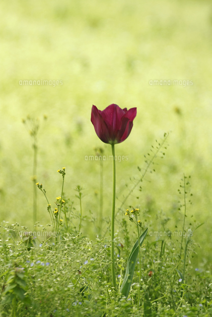チューリップ
(c)Tetsuya Tanooka/a.collectionRF