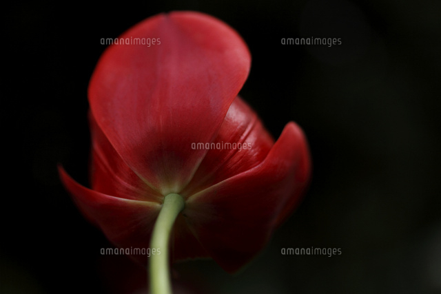 チューリップ
(c)Tetsuya Tanooka/a.collectionRF