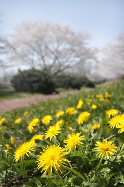 タンポポ
(c)Tetsuya Tanooka/a.collectionRF