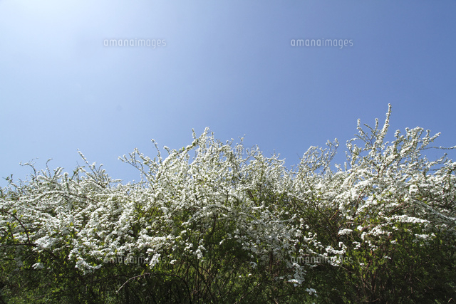 ユキヤナギ
(c)Tetsuya Tanooka/a.collectionRF