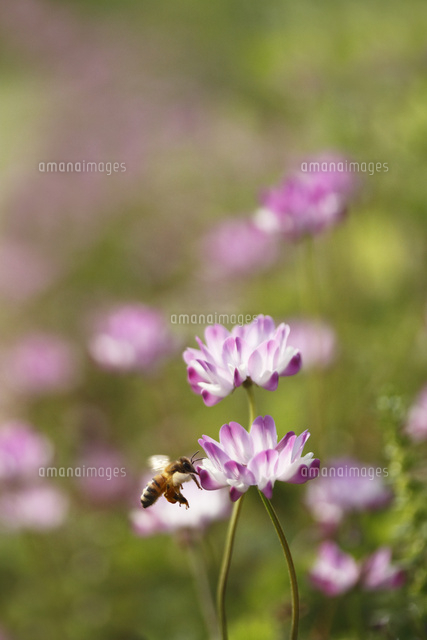 レンゲソウ
(c)Tetsuya Tanooka/a.collectionRF
