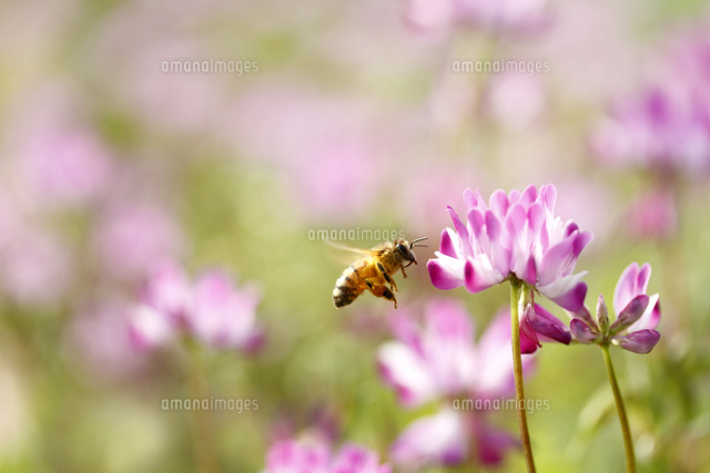 レンゲソウ
(c)Tetsuya Tanooka/a.collectionRF