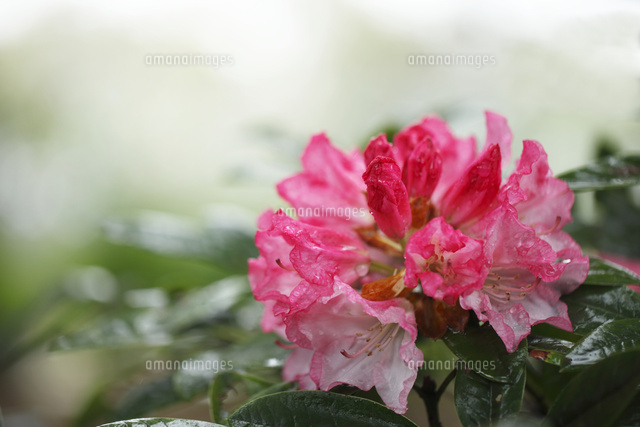 シャクナゲ
(c)Tetsuya Tanooka/a.collectionRF