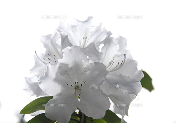シャクナゲ
(c)Tetsuya Tanooka/a.collectionRF
