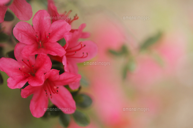 ツツジ
(c)Tetsuya Tanooka/a.collectionRF