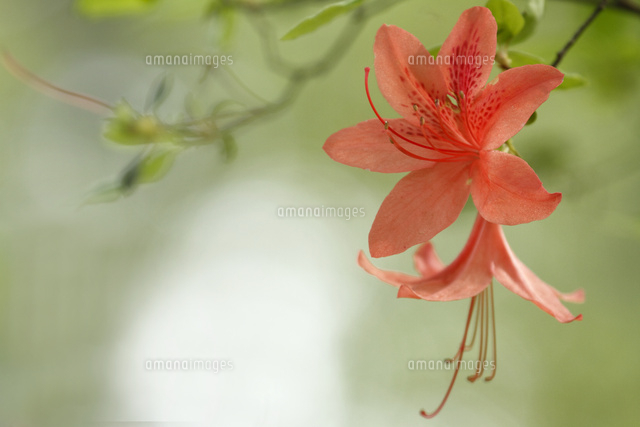 ツツジ
(c)Tetsuya Tanooka/a.collectionRF