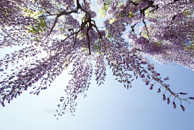 フジ
(c)Tetsuya Tanooka/a.collectionRF