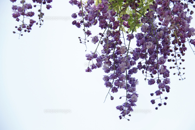 フジ
(c)Tetsuya Tanooka/a.collectionRF