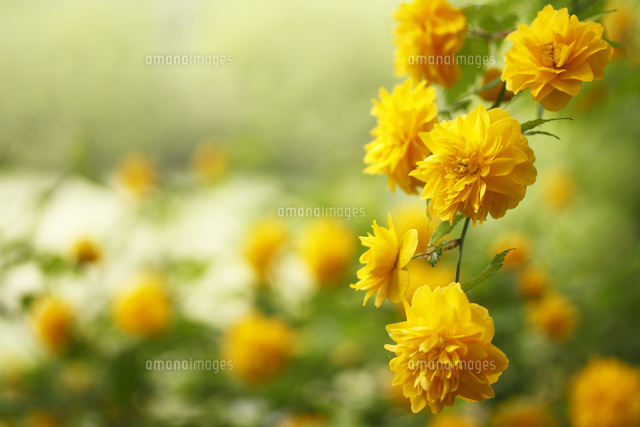 ヤマブキ
(c)Tetsuya Tanooka/a.collectionRF
