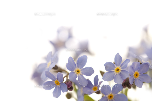 ワスレナグサ
(c)Tetsuya Tanooka/a.collectionRF