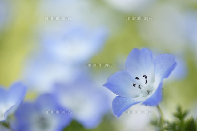 ネモフィラ
(c)Tetsuya Tanooka/a.collectionRF