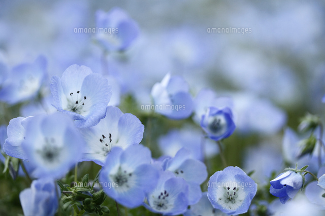 ネモフィラ
(c)Tetsuya Tanooka/a.collectionRF