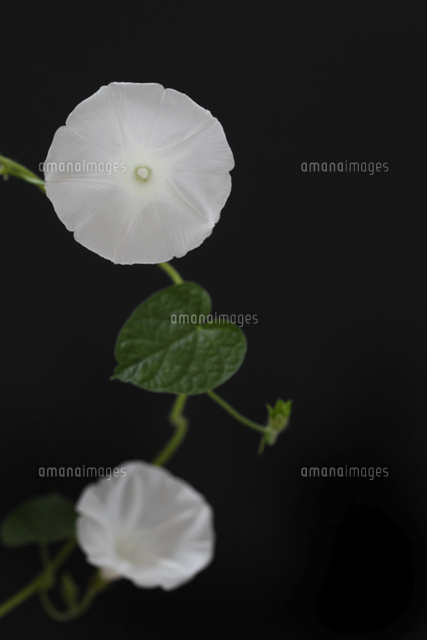 アサガオ
(c)Tetsuya Tanooka/a.collectionRF