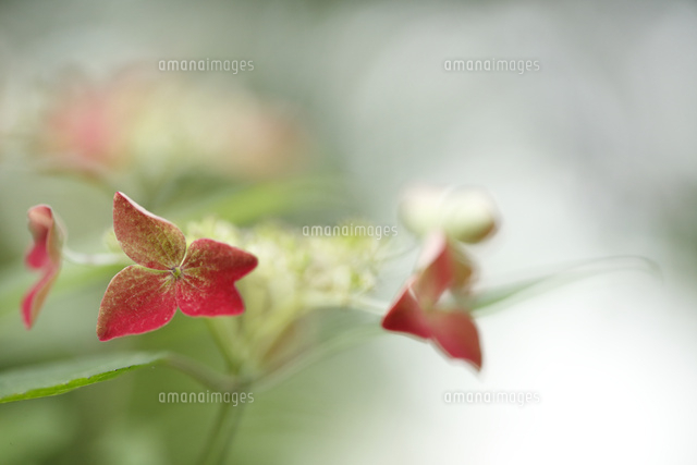 アジサイ
(c)Tetsuya Tanooka/a.collectionRF