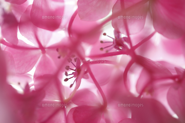 アジサイ
(c)Tetsuya Tanooka/a.collectionRF