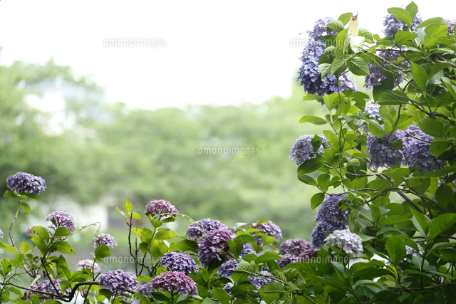 アジサイ
(c)Tetsuya Tanooka/a.collectionRF