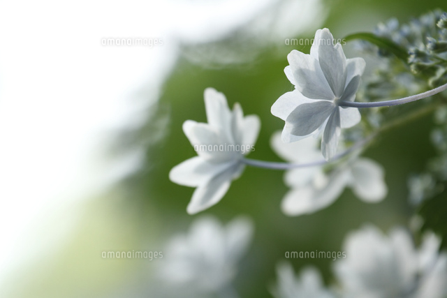 アジサイ
(c)Tetsuya Tanooka/a.collectionRF